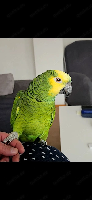 Blaustirnamazone Erni sucht artgerechtes Zuhause mit Partnervogel