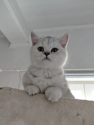 BKH Kitten    dürfen ausziehen 