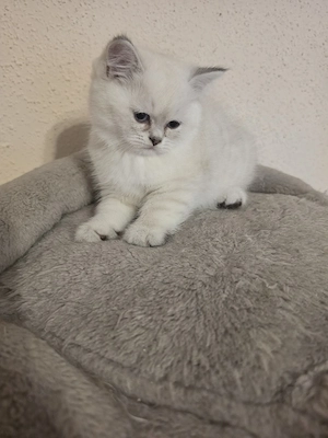 Zuckersüße Perser  BKH Kitten mit blauen Augen