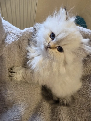 Zuckersüße Perser  BKH Kitten mit blauen Augen