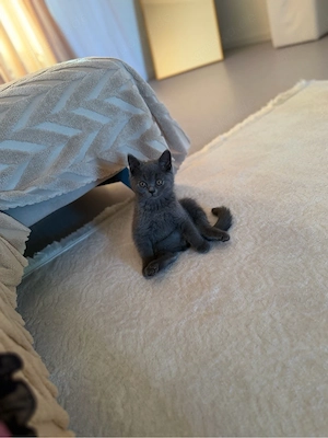 Britisch-Kurzhaar-Kater sucht ein neues Zuhause!   