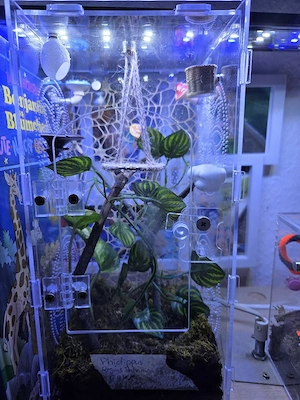 springspinne 