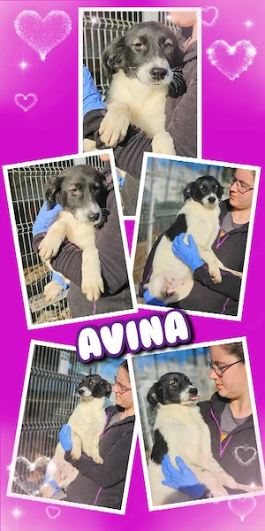 wunderschönes Welpenmädchen "Avina" sucht ein liebevolles Zuhause