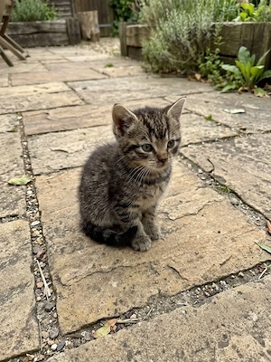 Süße Katzenbabys suchen ein neues Zuhause