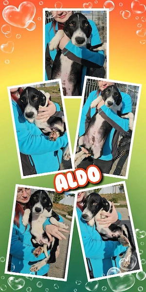 sehr lieber, wunderschöner Welpenjunge "Aldo" sucht ein liebevolles Zuhause
