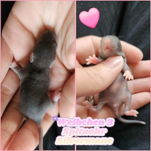 Traumhafte Ratten Babys super zahm und kinderlieb, von klein auf an Menschen gewöhnt 
