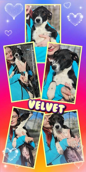zartes, liebes, wunderschönes Welpenmädchen "Velvet" sucht ein liebevolles Zuhause