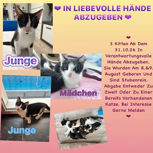 Putzmuntere Kitten in liebevolle Hände abzugeben 