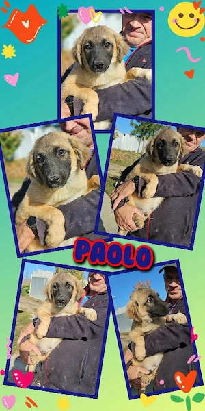 bezaubernder, wunderschöner Welpenjunge "Paolo" sucht ein liebevolles Zuhause