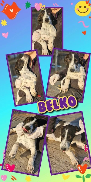lieber, wunderschöner Welpenjunge "Belko" sucht ein liebevolles Zuhause