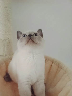 wunderschöne Bkh Kitten 