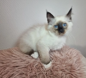 Heilige Birma Kitten