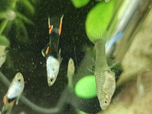Endler guppy  ...Silverado Black Flame 