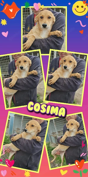 bezauberndes, wunderschönes Welpenmädchen "Cosima" sucht ein liebevolles Zuhause