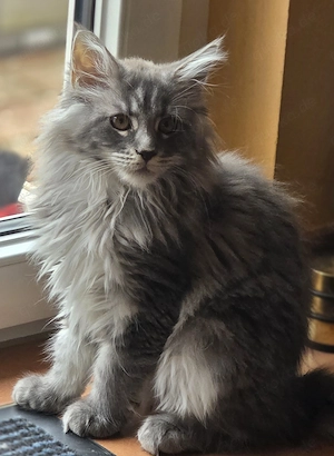 Maine Coon Kitten XL weiblich