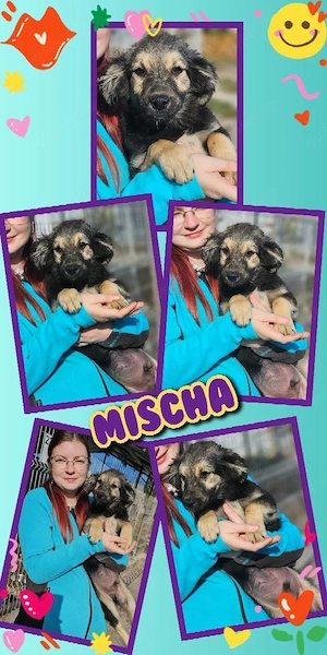 goldiger, wunderschöner Welpenjunge "Mischa" sucht ein liebevolles Zuhause