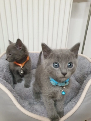 Süßen Kitten Russisch Blau reinrassige 