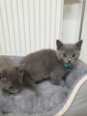 kitten Russisch Blau reinrassige 