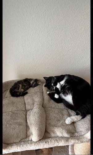 Wir suchen eine Katze