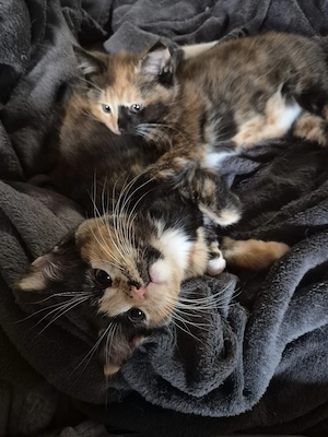 Maine coon mix 