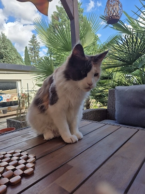 Maine coon mix 