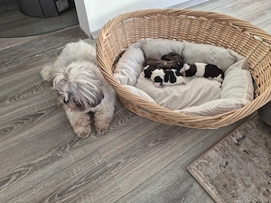 Shih Tzu Welpen 