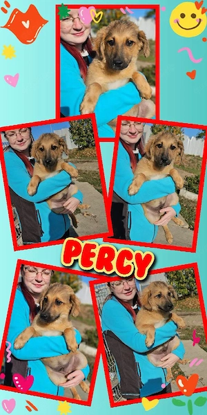 bezaubernder, wunderschöner Welpenjunge "Percy" sucht ein liebevolles Zuhause
