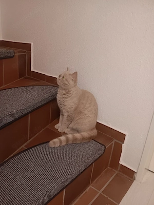 Zuckersüße BKH-Katze Imani sucht ihr Zuhause auf Lebenszeit!