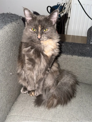sehr zutrauliches bildhübsches Maine Coon Torti Mädchen