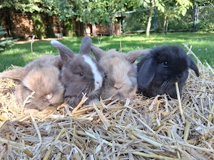 Zwergkaninchen, Mini Lop 
