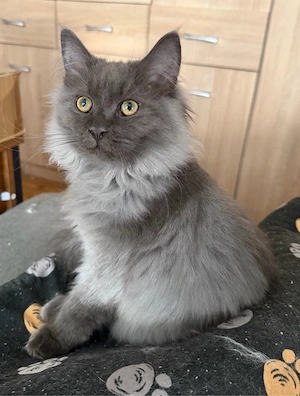 nur noch diese zuckersüßes Maine Coon blue Mädchen