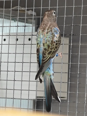 bourkesittiche Henne 23 Blaureihe 