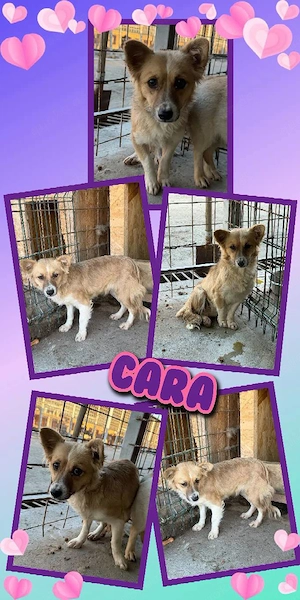 kleine, liebe, wunderschöne Hündin "Cara" sucht sehr dringend ein liebevolles Zuhause