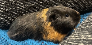 Meerschweinchen suchen ein neues Zuhause