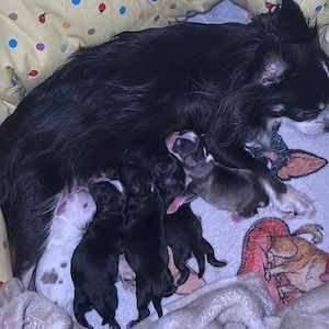 Chihuahua Welpen