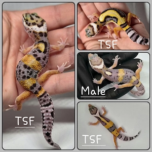 Lavender Leopardgecko 
