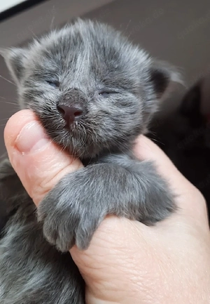 Maine Coon Kitten