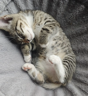 Suri sucht ein neues Zuhause