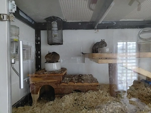 2 Degu Weibchen