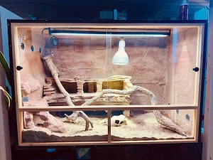 Wunderschöne Bartagame inkl. Terrarium