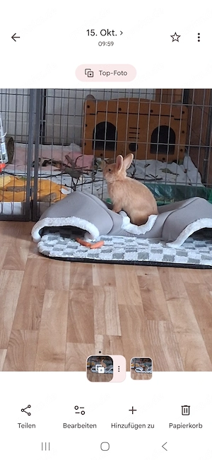 Zwergkaninchen weiblich