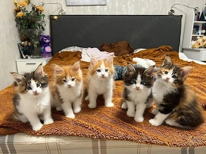 (kostenlos) Wunderschöne Maine-Coon-Kätzchen kostenlos abzugeben