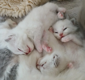 entzückende Katzenbabys, Ragdoll