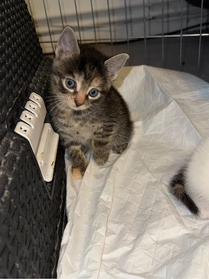     Süßes Katzenmädchen sucht ein liebevolles Zuhause!     