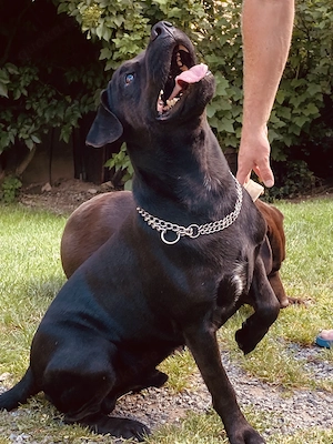 Patterdale Terrier Rüde 5Jahre