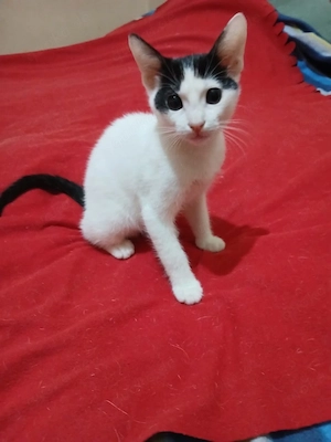 Katzenbaby sucht ein schönes Zuhause