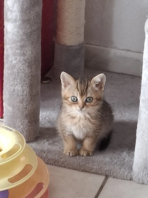Britisch Kurzhaar  Kater 