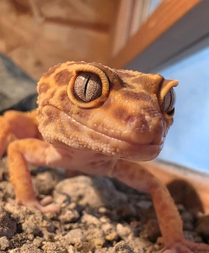 Leopardgeckos abzugeben.
