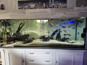 2 meter lang Aquarium mit Unterschrank und Fische