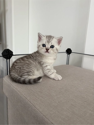 BKH Kitten (2Kater)